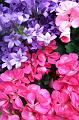© Bloemen en planten 16 